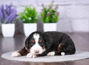 tri-colored mini bernedoodle near Chicago Illinois