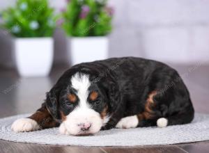 tri-colored mini bernedoodle near Chicago Illinois