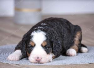 F1 mini bernedoodle near Chicago Illinois