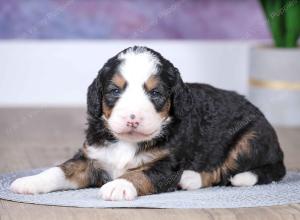 F1 mini bernedoodle near Chicago Illinois