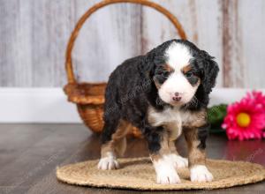 F1 mini bernedoodle near Chicago Illinois