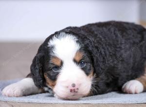 F1 mini bernedoodle near Chicago Illinois