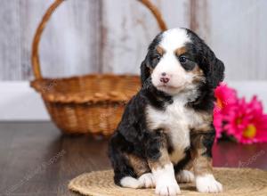 F1 mini bernedoodle near Chicago Illinois