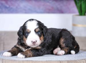 F1 mini bernedoodle near Chicago Illinois