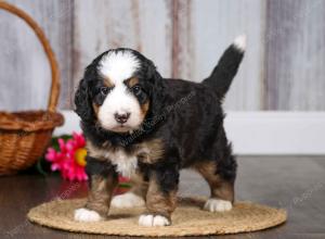 F1 mini bernedoodle near Chicago Illinois