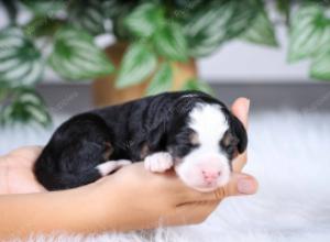 F1 mini bernedoodle near Chicago Illinois