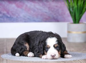 F1 mini bernedoodle near Chicago Illinois