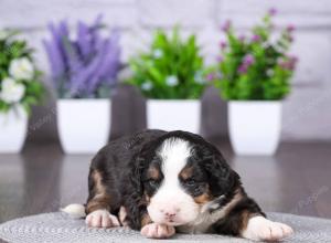 tri-colored mini bernedoodle near Chicago Illinois