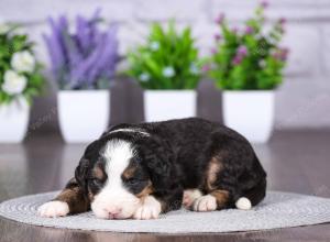 tri-colored mini bernedoodle near Chicago Illinois