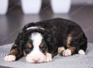 tri-colored mini bernedoodle near Chicago Illinois