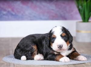 F1 mini bernedoodle near Chicago Illinois