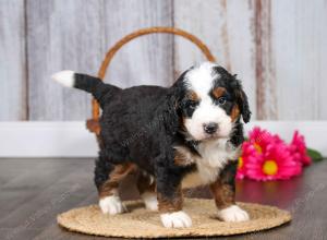 F1 mini bernedoodle near Chicago Illinois