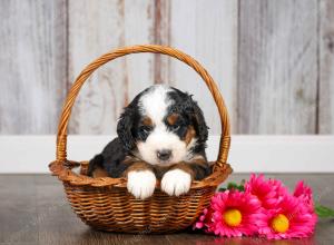 F1 mini bernedoodle near Chicago Illinois