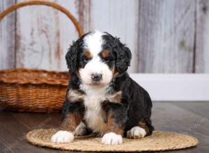 F1 mini bernedoodle near Chicago Illinois