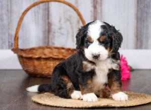 F1 mini bernedoodle near Chicago Illinois