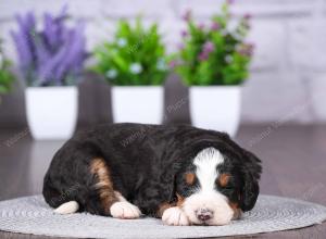 tri-colored mini bernedoodle near Chicago Illinois