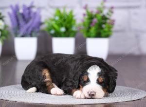 tri-colored mini bernedoodle near Chicago Illinois