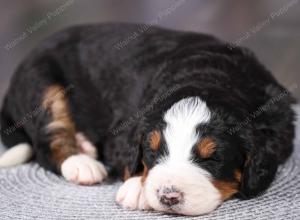 tri-colored mini bernedoodle near Chicago Illinois