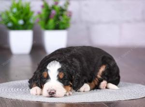 tri-colored mini bernedoodle near Chicago Illinois