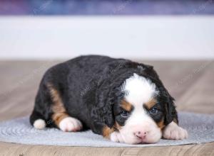 F1 mini bernedoodle near Chicago Illinois