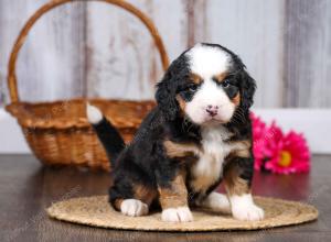 F1 mini bernedoodle near Chicago Illinois