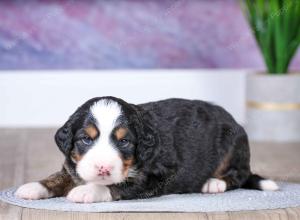 F1 mini bernedoodle near Chicago Illinois