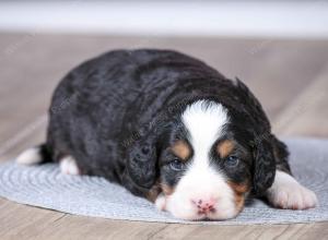 F1 mini bernedoodle near Chicago Illinois 