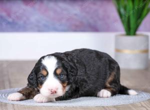 F1 mini bernedoodle near Chicago Illinois