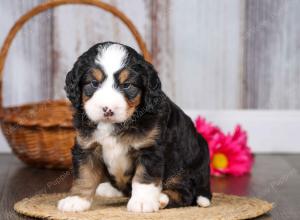 F1 mini bernedoodle near Chicago Illinois