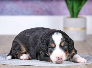 F1 mini bernedoodle near Chicago Illinois