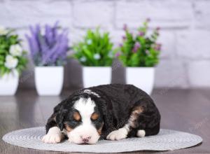 tri-colored mini bernedoodle near Chicago Illinois