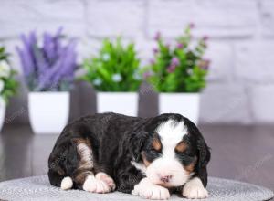 tri-colored mini bernedoodle near Chicago Illinois