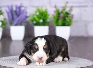 tri-colored mini bernedoodle near Chicago Illinois