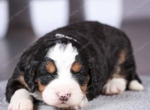 tri-colored mini bernedoodle near Chicago Illinois