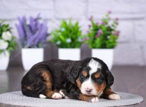 tri-colored mini bernedoodle near Chicago Illinois