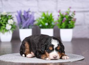 tri-colored mini bernedoodle near Chicago Illinoisq