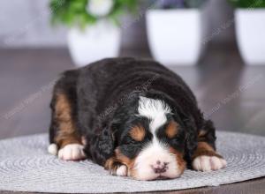 tri-colored mini bernedoodle near Chicago Illinois