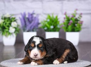 tri-colored mini bernedoodle near Chicago Illinois