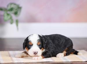 F1 mini bernedoodle near Chicago Illinois