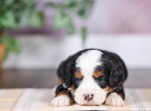 F1 mini bernedoodle near Chicago Illinois