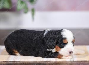 F1 mini bernedoodle near Chicago Illinois