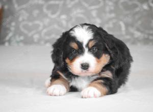 tri-colored mini bernedoodle near Chicago Illinois