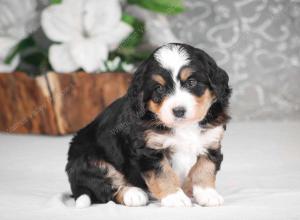 tri-colored mini bernedoodle near Chicago Illinois