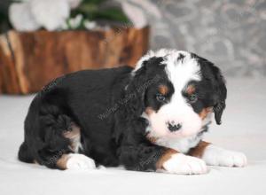 tri-colored mini bernedoodle near Chicago Illinois