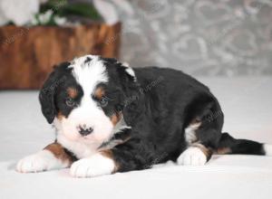 tri-colored mini bernedoodle near Chicago Illinois