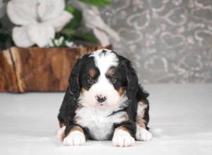 tri-colored mini bernedoodle near Chicago Illinois