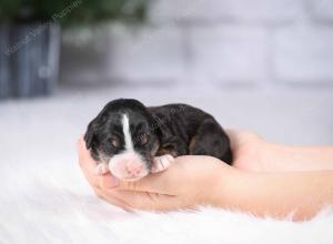 tri-colored mini bernedoodle near Chicago Illinois