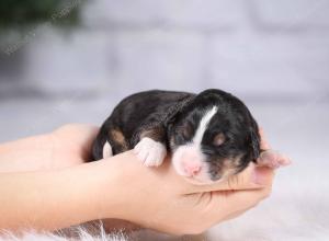 tri-colored mini bernedoodle near Chicago Illinois