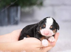 tri-colored mini bernedoodle near Chicago Illinois