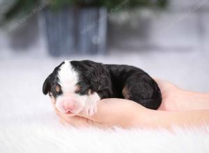 tri-colored mini bernedoodle near Chicago Illinois